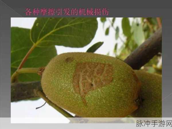 猕猴桃种植秘籍，手游中的病害防治与高产技巧