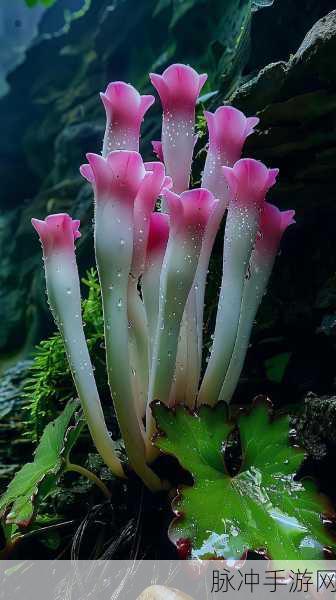 探寻谜题玉玲珑的未知征程