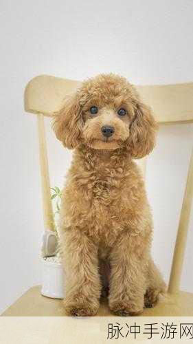 江南百景图乔溪午深度解析，新居民风采与攻略指南