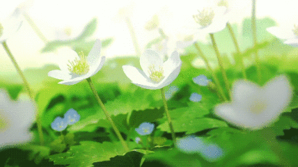 奥比岛手游攻略，如何发布图片动态，记录你的奇妙之旅