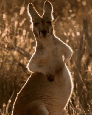奥比岛手游攻略，如何发布图片动态，记录你的奇妙之旅