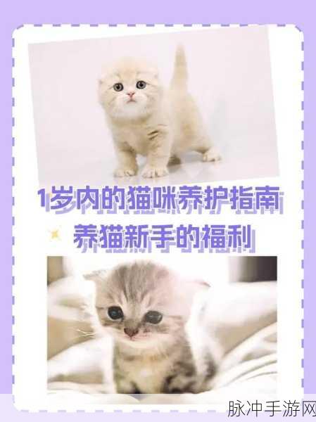 心动小镇探索指南，寻找小猫咪与温泉山的奇妙之旅