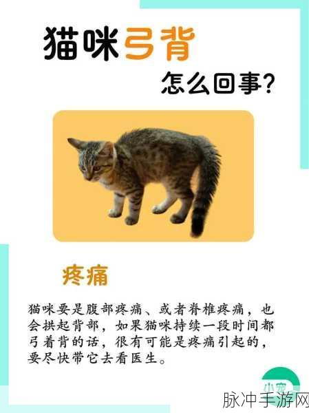 心动小镇探索指南，寻找小猫咪与温泉山的奇妙之旅