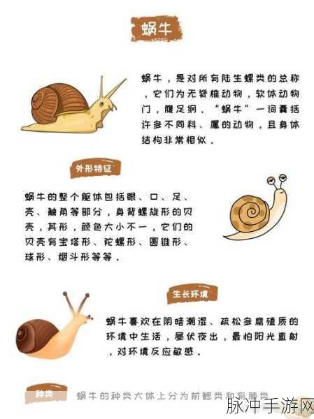 探索最强蜗牛的奇妙世界，揭秘蜗牛肖像的多样用途