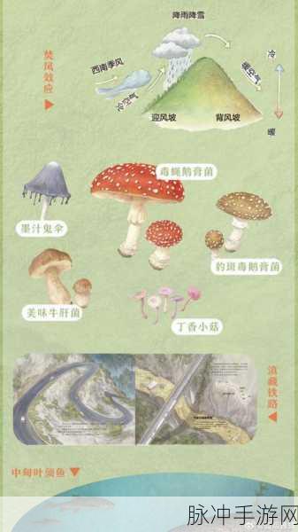 最强蜗牛雪花商店购物指南，精选必买好物推荐