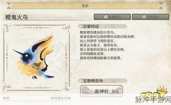 怪物猎人崛起训练场深度解析，功能、使用方法与实战技巧