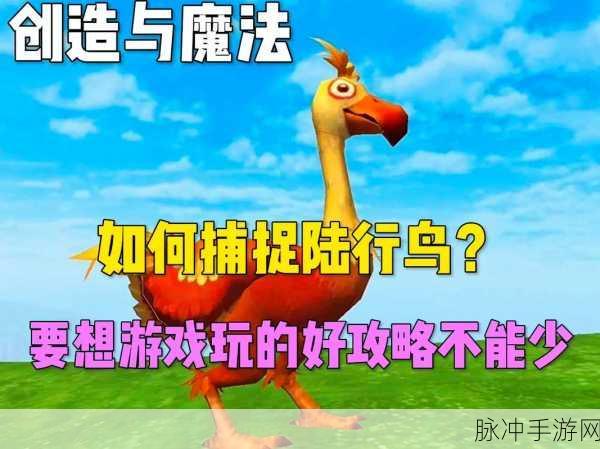 创造与魔法，陆行鸟饲料获取全攻略