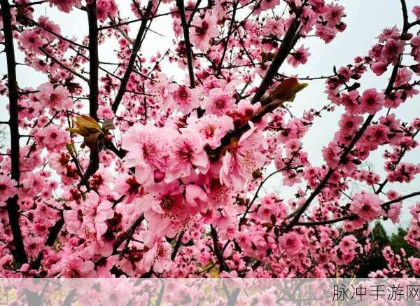 神都夜行录之杏花妖，重阳时节的杏花村探秘