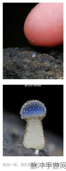 迷你世界变异小蘑菇获取全攻略