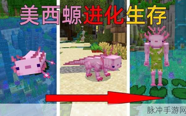 我的世界手游，美西螈繁殖秘籍大公开