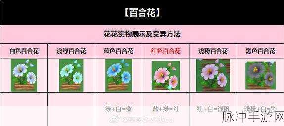 摩尔庄园手游，百合花种子获取秘籍大公开