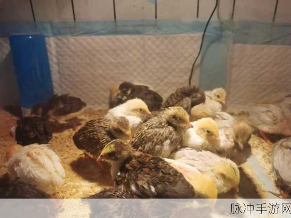 迷你世界鸡繁殖方法全攻略