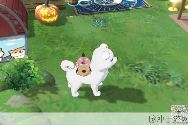 小森生活狗狗背包获取秘籍大公开