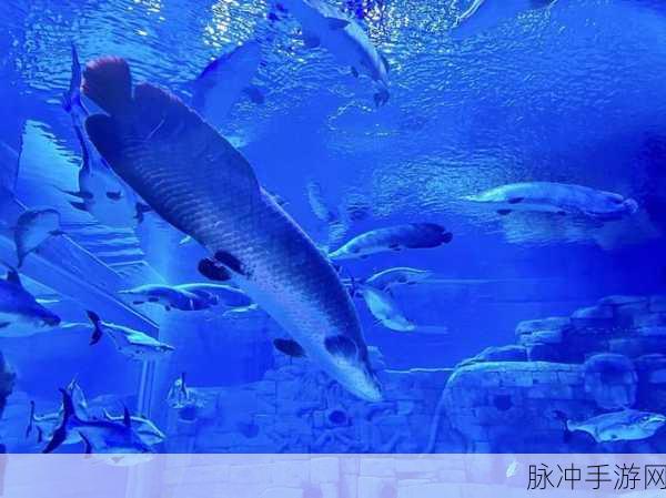 创造与魔法手游攻略,深入探索海底世界的奇妙之旅