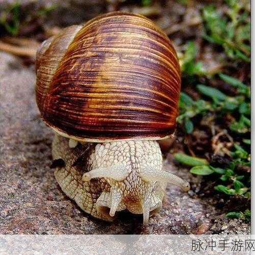 最强蜗牛吃蘑菇秘籍大揭秘