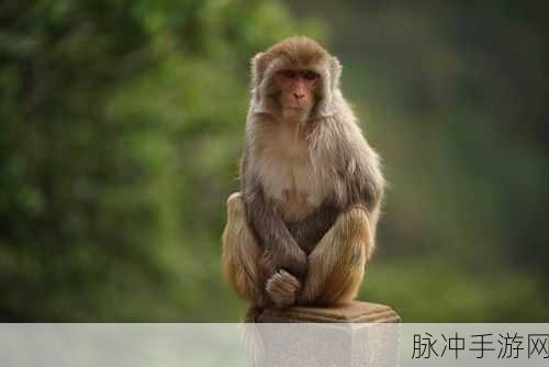 西游萌萌四只猴大揭秘，猴子来组队，战无不胜！