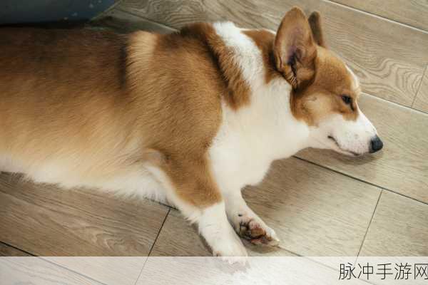龙之谷手游，解锁肥滚滚柯基犬的全方位攻略