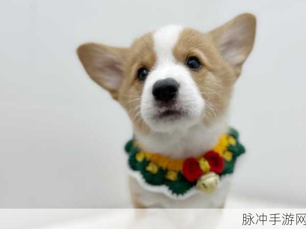 龙之谷手游，解锁肥滚滚柯基犬的全方位攻略