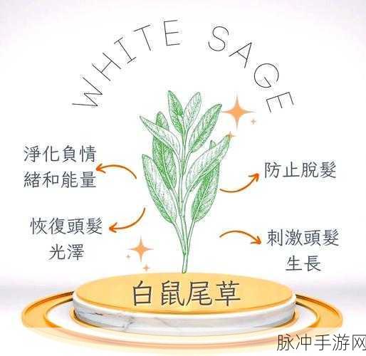 冰原守卫者获取鼠尾草种子的秘籍大公开