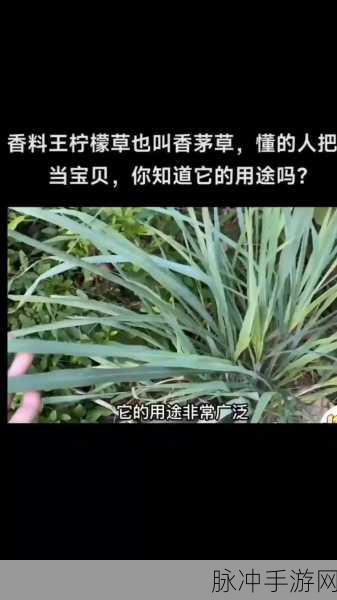 创造与魔法，香茅与柠檬的获取秘籍