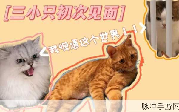 绝区零帮帮三小只任务全攻略，解锁神秘冒险之旅