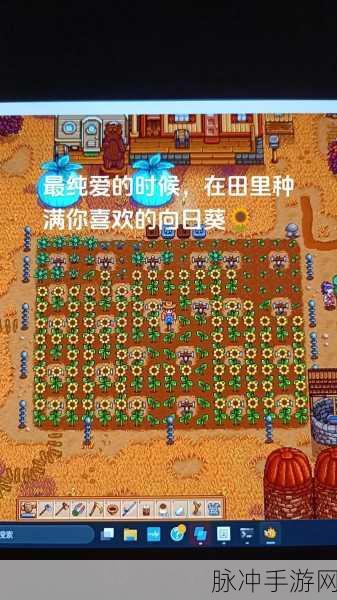 星露谷物语，揭秘如何进入海莉的密室
