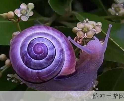 最强蜗牛地缝驱邪圣物攻略，紫色贵重品详解