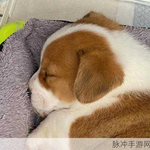 龙之谷手游，解锁柯基犬的全方位攻略
