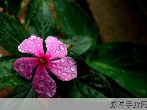 题拍拍不能用了怎么办？深入解析题拍拍下架原因及手游学习攻略