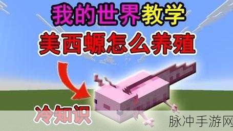 我的世界，美西螈繁殖秘籍大公开