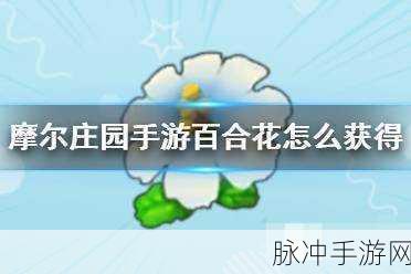 摩尔庄园手游，百合花种子获取秘籍大公开
