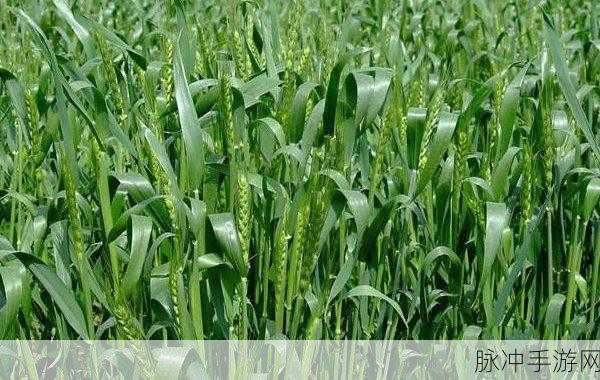 小森生活超级小麦获取攻略，种植管理与收获全步骤深度解析