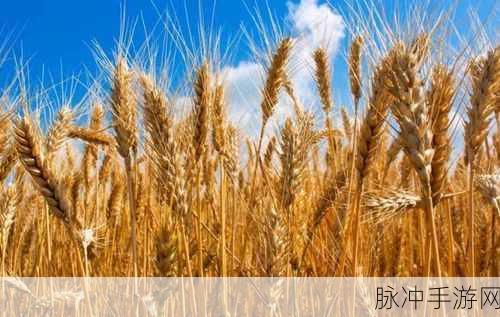 小森生活超级小麦获取攻略，种植管理与收获全步骤深度解析