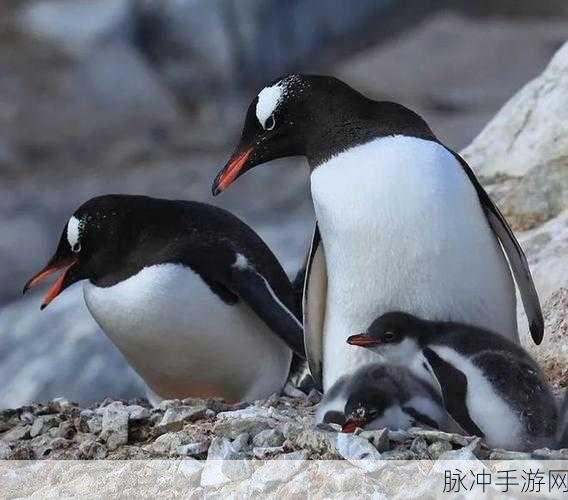 我的世界企鹅繁殖方法详解，打造极地萌宠乐园