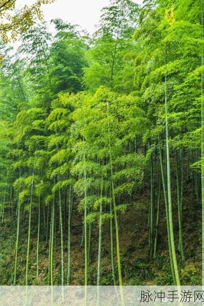 烟雨江湖翠竹采集全攻略，探寻翠竹的最佳采集位置