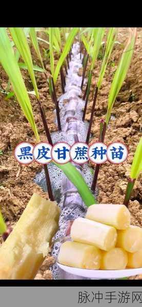 迷你世界黑皮甘蔗种植全攻略，具体步骤与技巧分享