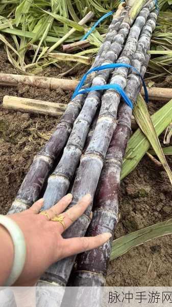 迷你世界黑皮甘蔗种植全攻略，具体步骤与技巧分享