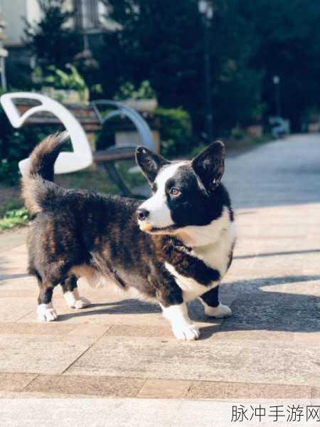 龙之谷手游，解锁肥滚滚柯基犬坐骑的全面攻略