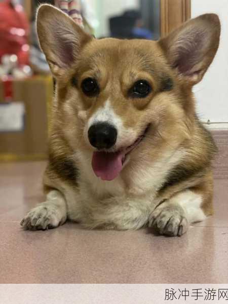 龙之谷手游，解锁肥滚滚柯基犬坐骑的全面攻略