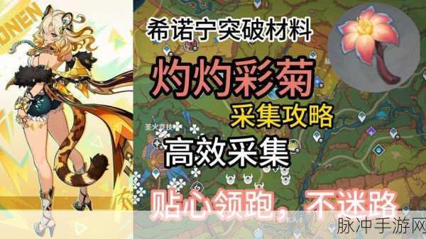 原神希诺宁突破材料灼灼彩菊高效采集攻略