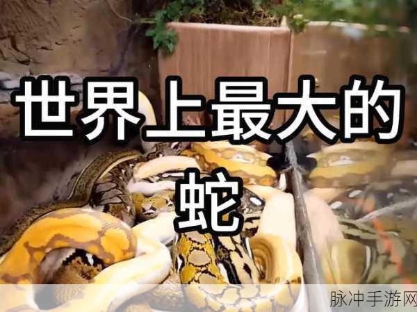 蛇蛇大乱战，清新闯关冒险，指尖上的欢乐挑战