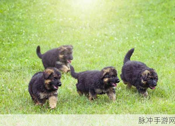 奔跑的小狗安卓版下载，汪星人策略模拟养成全攻略
