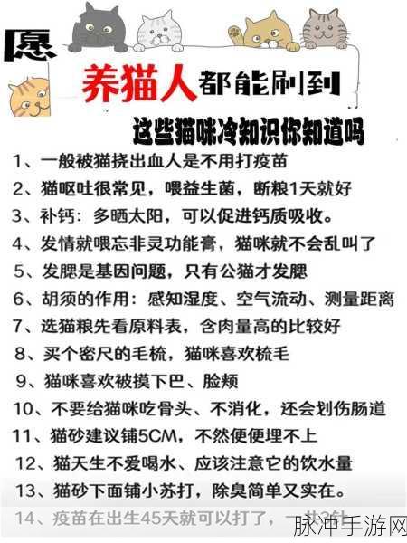 萌宠养成新体验，我要养猫手游下载安装全攻略