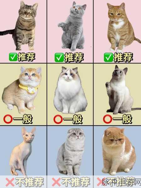 萌宠养成新体验，我要养猫手游下载安装全攻略