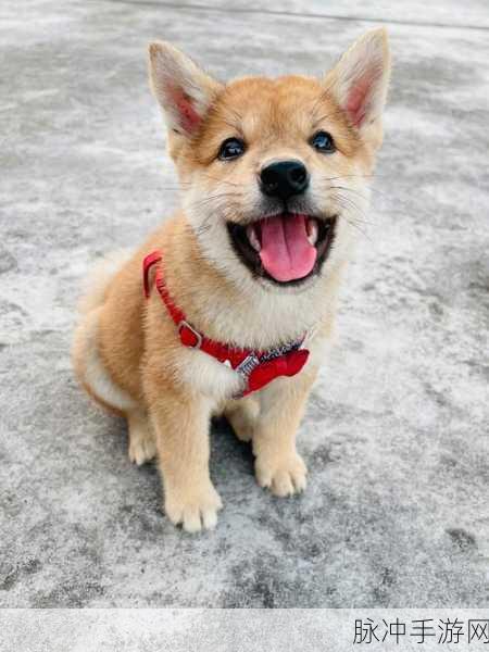 小柴犬Shibo汉化版，萌化心灵的可爱治愈养成之旅