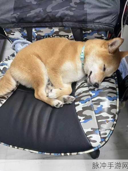 小柴犬Shibo汉化版，萌化心灵的可爱治愈养成之旅