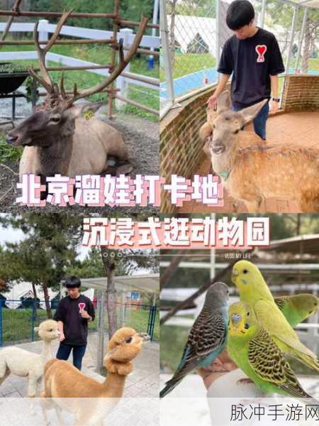 终极美洲狮模拟器，沉浸式动物生存游戏体验指南