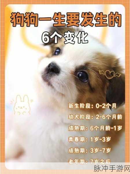 会说话的狗狗2，寓教于乐，亲子互动的奇妙之旅