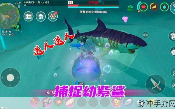 创造与魔法，幼紫鲨饲料数量全解析
