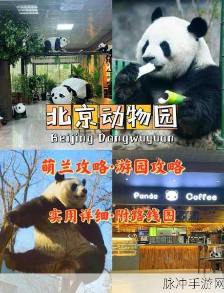 动物园模拟器手机版，打造你的梦幻乐园攻略指南